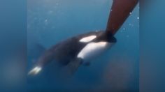 VIDEO: captan el ataque de una manada de orcas contra un barco de The Ocean Race