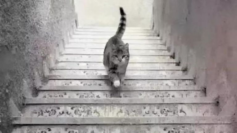 Gato en las escaleras