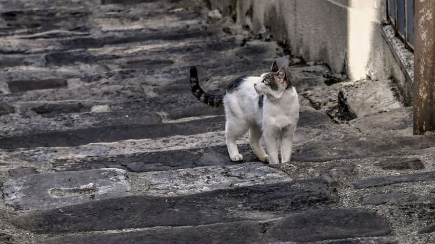 Test visual: responde si el gato sube o baja y descubre si eres un genio