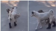 Perrito se vuelve tendencia por usar botas en sus patas traseras y posar con estilo