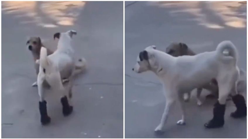 Perrito se vuelve tendencia por usar botas en sus patas traseras y posar con estilo