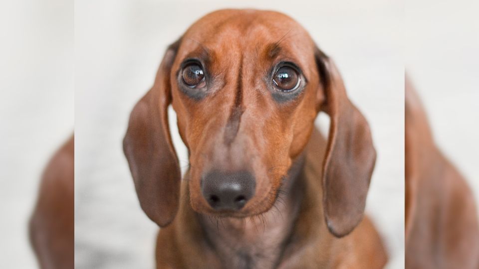 En casos graves de ansiedad, los perros pueden requerir medicamentos especiales.