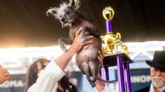 "Scooter": él es el lomito ganador del Concurso del Perro Más Feo del Mundo 2023