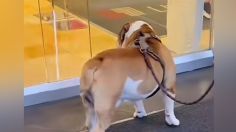 VIDEO | "Por gordito": tienda departamental le niega el acceso a un perrito