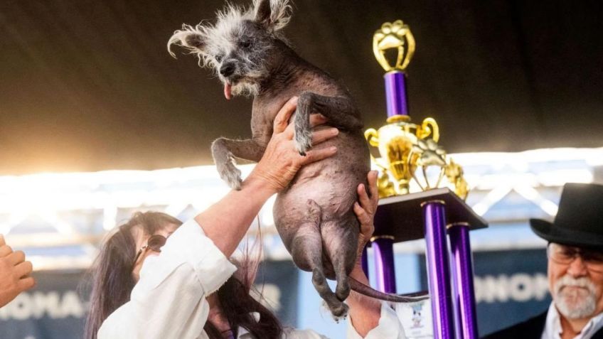 "Scooter": él es el lomito ganador del Concurso del Perro Más Feo del Mundo 2023