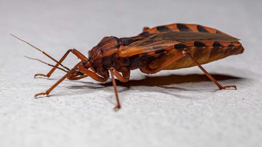 El mal de Chagas, una enfermedad silenciosa que puede durar hasta 30 años sin síntomas