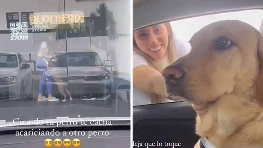 ¡Enternecedor! Perrito le hace una escena de celos a su dueña tras descubrirla acariciando a otro lomito