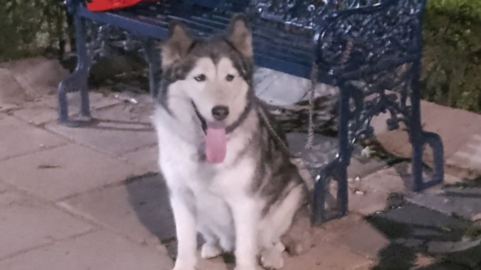 El perrito estaba llorando cuando se dio cuenta que su dueño lo abandonó