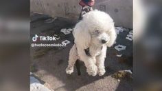 De película: perrita protagoniza "misión imposible" para rescatar su pelota y se hace viral