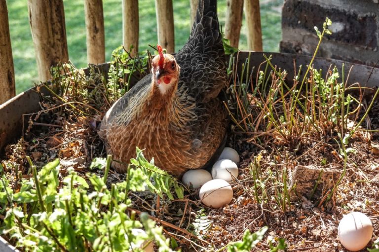 Gallina poniendo huevos