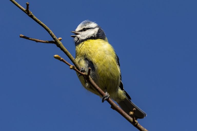 Herrerillo cyanistes