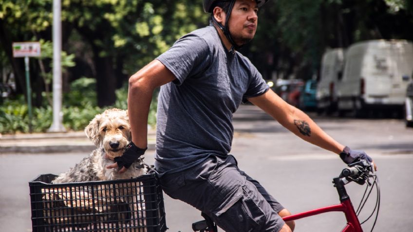 ¿Qué derechos tienen los animales en México?