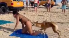 Perrito salvaje ataca a una turista que tomaba el sol en la playa: le mordió el trasero