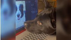 VIDEO: perrito llora al ver fotos de su amiga fallecida y conmueve a todo TikTok