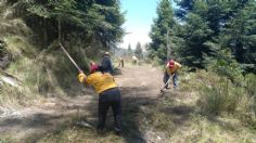 Reto verde: Sedema refuerza brigadas forestales en el Desierto de los Leones