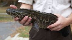 "Mátenlos inmediatamente": extraños peces invasores que pueden vivir fuera del agua causan angustia en EU