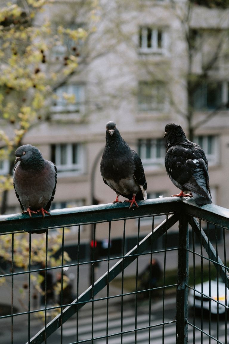 Palomas en la ventana