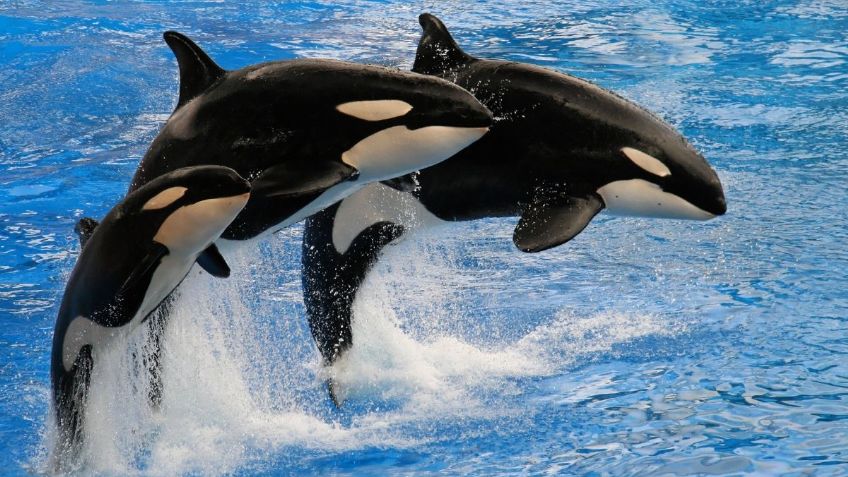 ¿Orcas violentas? Nuevo estudio revela por qué aumentaron los ataques contra las embarcaciones