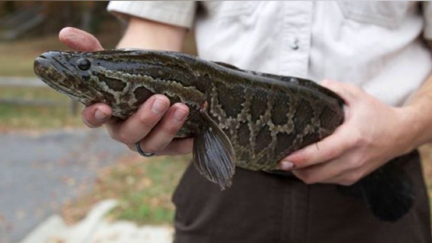 "Mátenlos inmediatamente": extraños peces invasores que pueden vivir fuera del agua causan angustia en EU