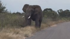 Tiktoker capta en VIDEO el aterrador instante en que un feroz elefante la persigue