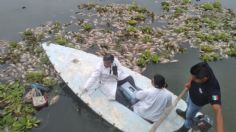 Oaxaca investiga el misterio de miles de peces muertos en el río Los Perros