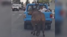 VIDEO: Nuevo caso de maltrato animal en Puebla, ahora hacia un caballo que fue arrastrado por una camioneta en Cholula