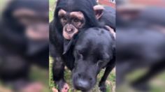 VIDEO: pequeño chimpancé enternece las redes al jugar, besar y abrazar a un perrito