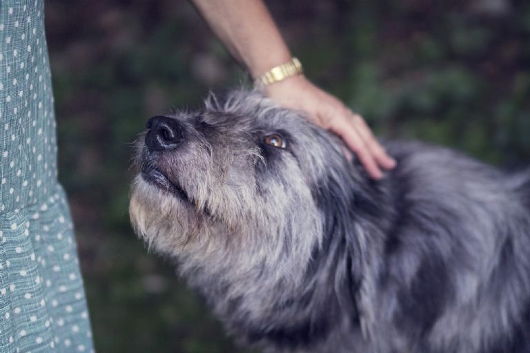 Perro que reconoce a su dueño