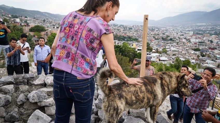 Claudia Sheinbaum destaca “El Reto Perrón” para cuidar mascotas