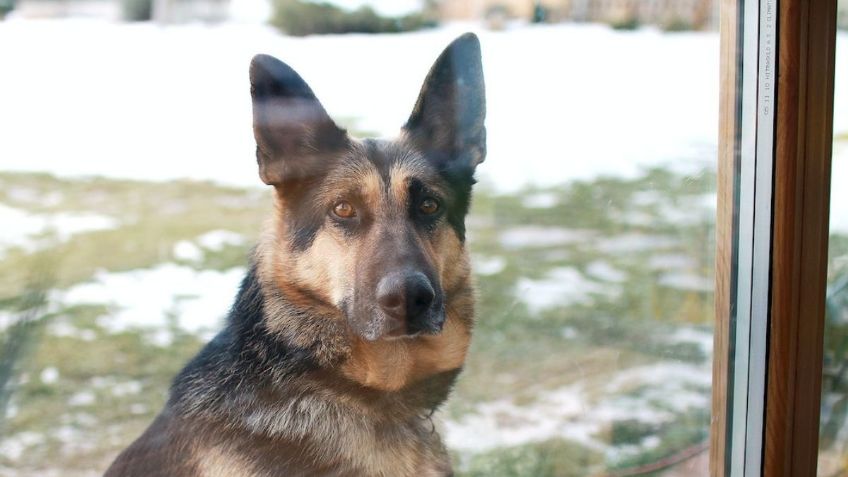 Trata de no emocionarte antes de ver el emotivo reencuentro de un perro con su dueño tras 3 años sin verse