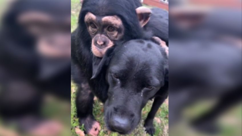 VIDEO: pequeño chimpancé enternece las redes al jugar, besar y abrazar a un perrito