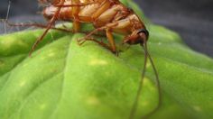 Descubre como eliminar cucarachas con unas hojas de laurel