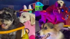 VIDEO: Grupo de perritos enternece las redes tras subirse a un juego mecánico en la feria