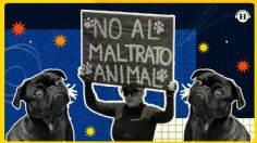 Maltrato animal: ¿los animales son sujetos de derechos?