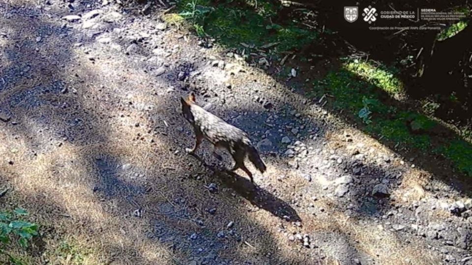 Entre los animales captados se encuentran coyotes