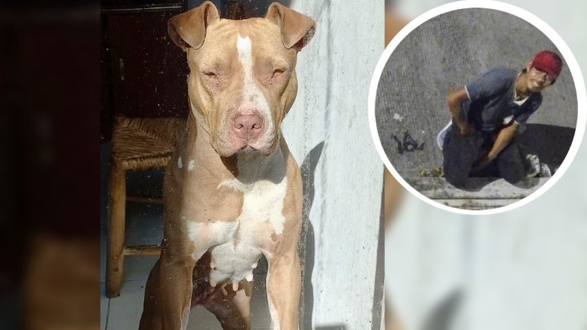 Drogaba a una perrita para violarla e intentó que sus dueños se la entregaran: el caso que indigna a Veracruz