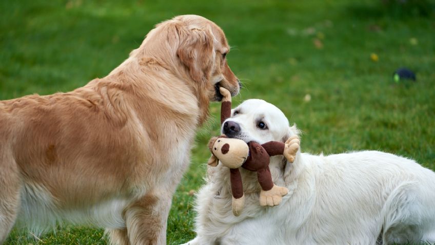 ¿Qué significa que mi perro me muerda?