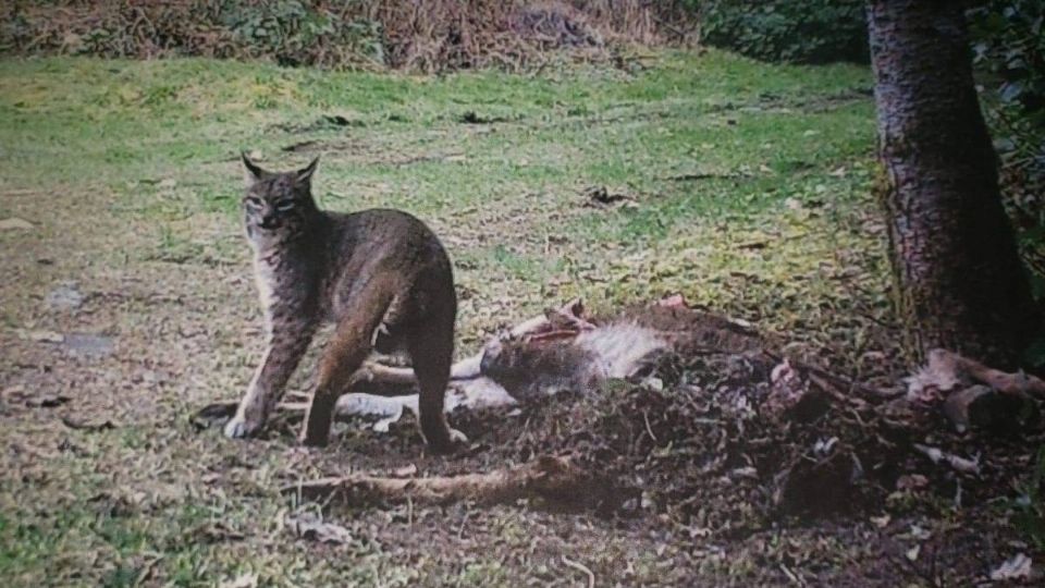 Un par de figuras aparecieron para 'comer' el cadáver del ciervo.