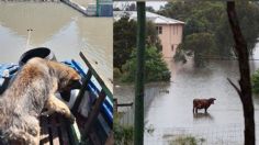 Estragos de la guerra: miles de animales están atrapados en el agua tras el colapso de la represa Kakhovka