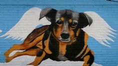 El emotivo mural que un artista urbano pintó para Scooby, el perrito que murió en aceite hirviendo