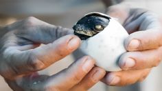 Este cocodrilo se embarazó sin ayuda de un macho, había ocurrido en aves y peces pero jamás en esta especie