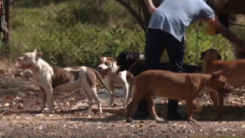 Rescatan a 65 perros en Valle de Bravo: un hombre los resguardaba para venderlos a los carniceros