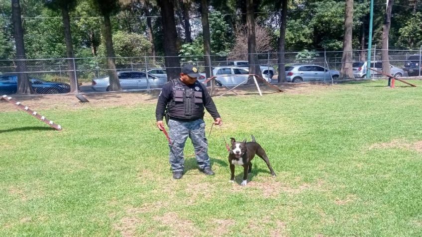 ¡Lomitos rescatados! Dos casos de éxito tratados en la Brigada Animal de la CDMX