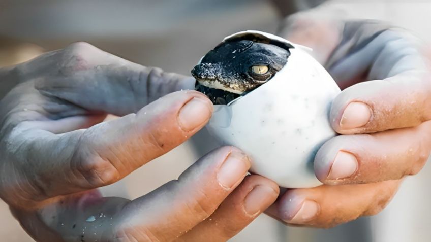 Este cocodrilo se embarazó sin ayuda de un macho, había ocurrido en aves y peces pero jamás en esta especie