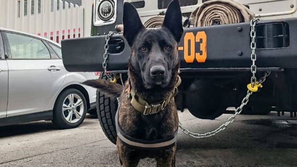 'Mushu' formaba parte del cuerpo de Bomberos de Uruapan.