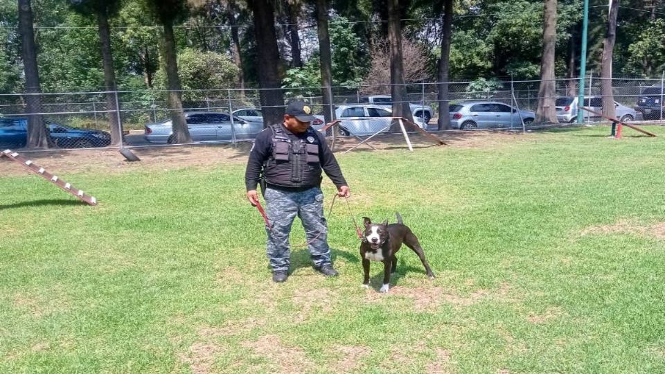 Rigo fue uno de los lomitos rescatados por la Brigada de Vigilancia Animal de la SSC