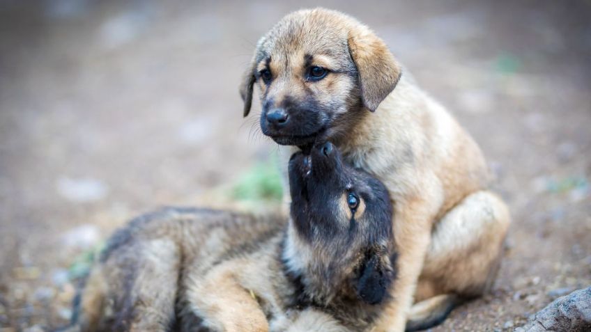 El tierno video de unos perros cuidando de una perrita recién operada que seguro te hará llorar