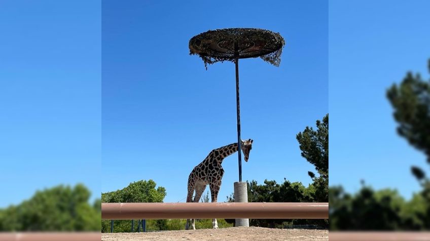 Jirafa Benito: piden mejorar su hábitat en el zoológico de Ciudad Juárez