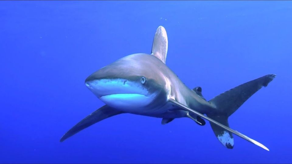 Las autoridades locales y las organizaciones de turismo de la región colaboran estrechamente para garantizar la seguridad de los visitantes y minimizar los riesgos asociados con la presencia de tiburones en la zona del mar Rojo.