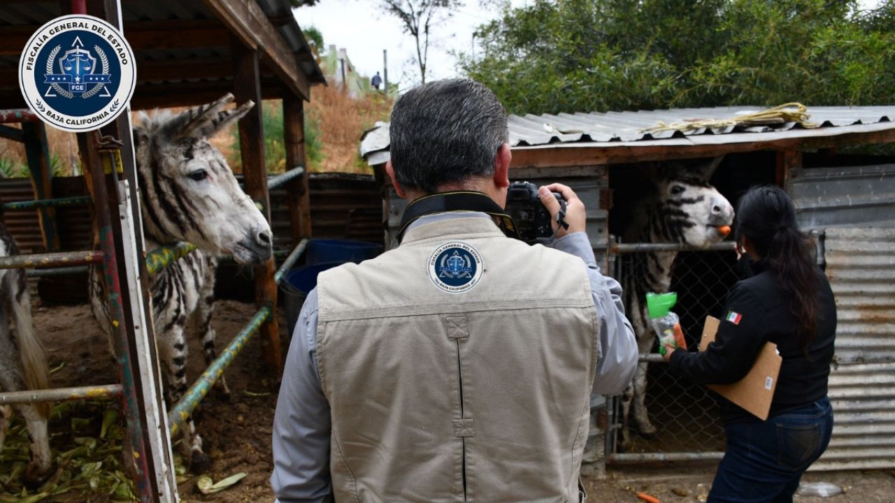 Rescatan a cinco “burro-cebras” que eran explotadas en Tijuana | El Heraldo  de México